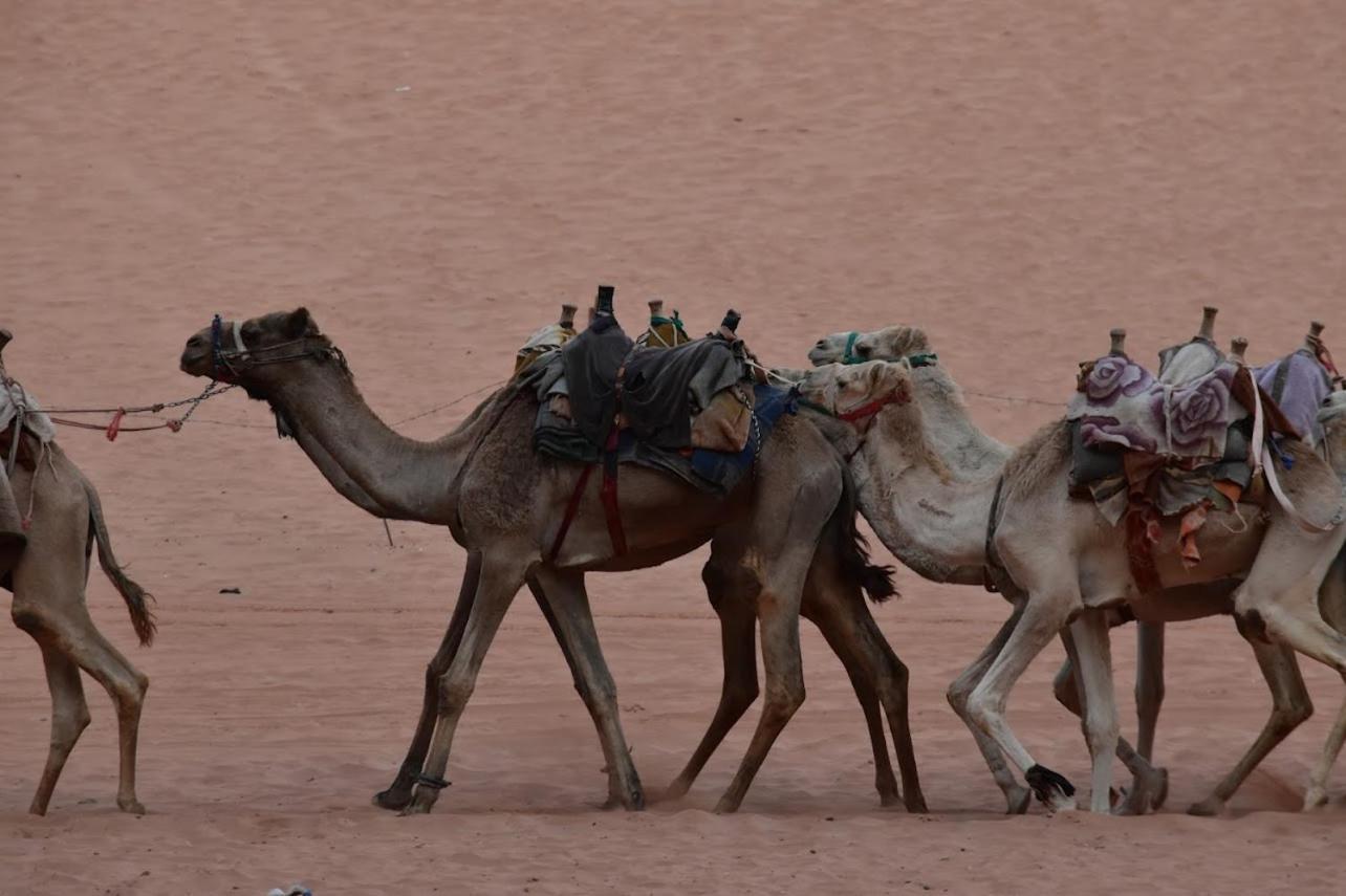 Wadi Rum Bedouin Style Camp Hotel Exterior photo